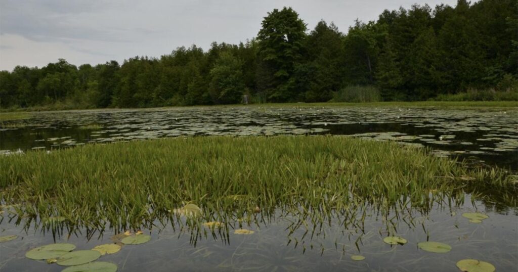 Invasive Water Soldier Alert for Ontario Residents