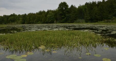 Invasive Water Soldier Alert for Ontario Residents