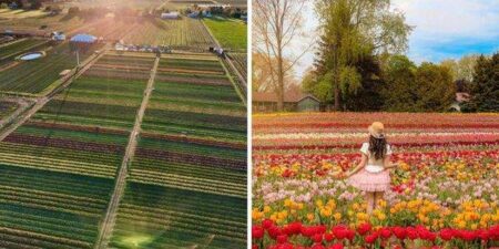 Explore Ontario’s Tulip Wonderland Near Toronto