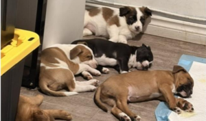 Police find dog breeding operation during drug lab raid in Hamilton, Ont.