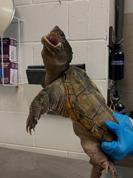 Second Snapping Turtle Abandoned at Vaughan Zoo This Year