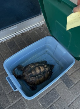 Reptilia Vaughan Snapping Turtle
