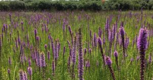 Explore the Markham Shkode Prairies