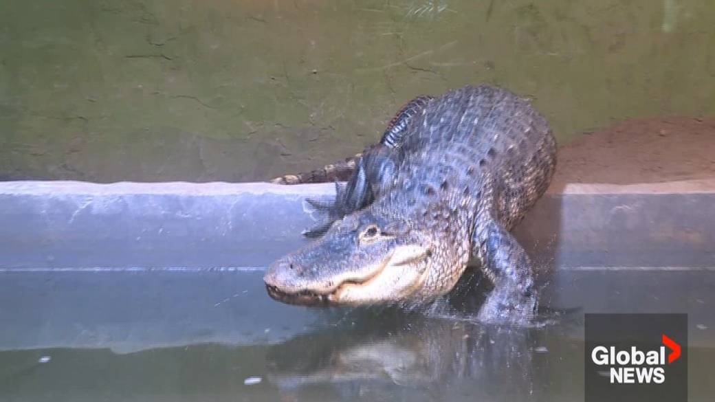 Click to play video: 'Animal welfare investigating abandonment of three snakes outside Whitby reptile zoo'