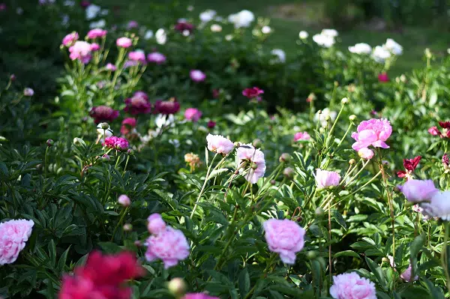 Gardening Tips for Spring in St. Thomas and Elgin