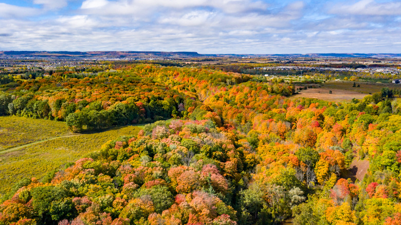 trees in the fall, Oakville, Canada