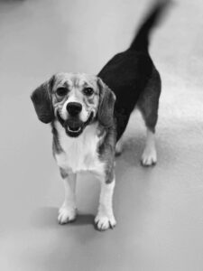 Animal Justice challenges Queen’s stance on dog research after Ontario ban – Kingston News