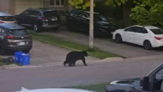 Bear Sighting in Oshawa Area Bear Sighting in Oshawa Area