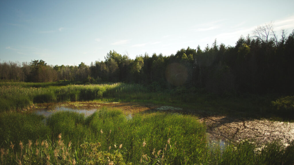 A Hidden Gem for Camping Near Lake Ontario A Hidden Gem for Camping Near Lake Ontario