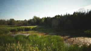 A Hidden Gem for Camping Near Lake Ontario