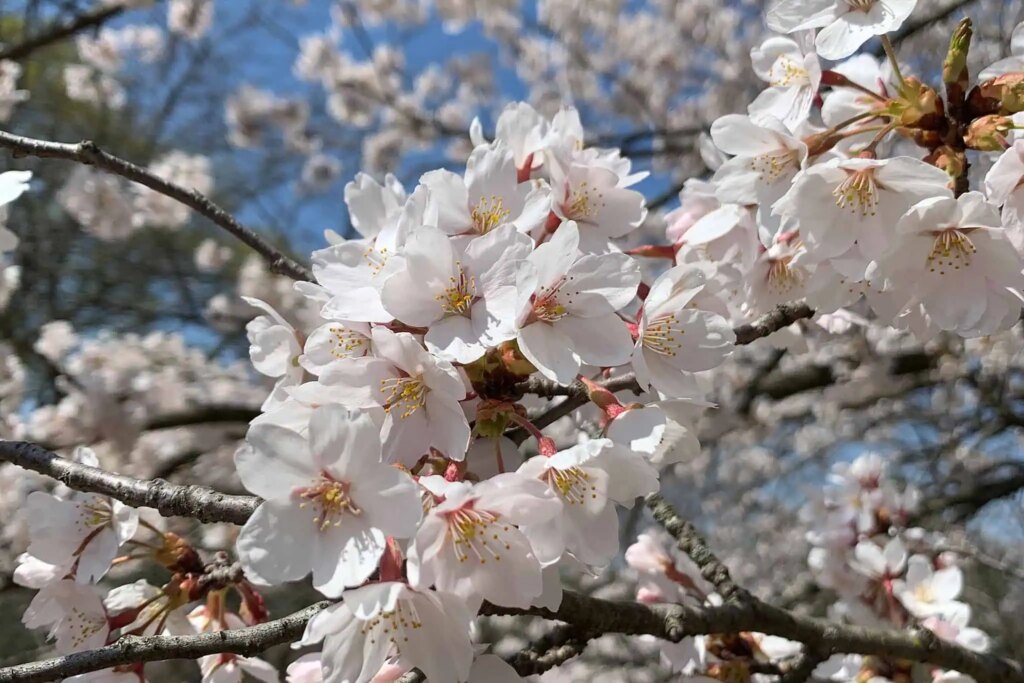 Brampton’s Cherry Blossoms Are Blooming