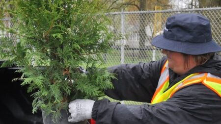 St. Catharines Offers Free Trees for Urban Growth