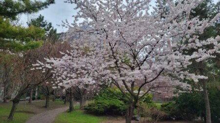 Cherry Blossoms Begin to Bloom in Mississauga