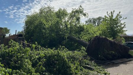 Storm Damage Confirmed as Downburst in East London
