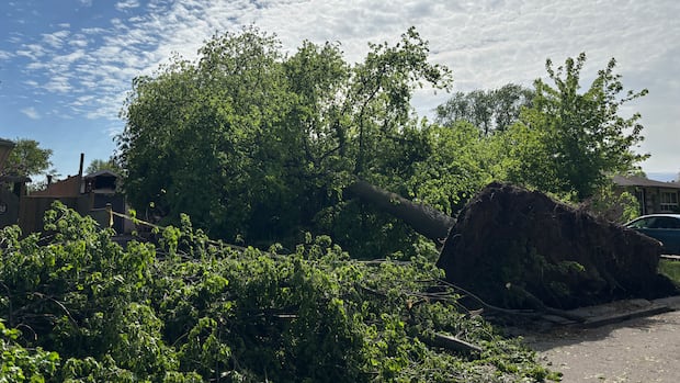 Storm Damage Confirmed as Downburst in East London Storm Damage Confirmed as Downburst in East London