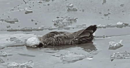 Avian Flu Detected in Geese at Whitby Waterfront