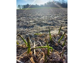 Damage from Frost Hits Local Farmers Hard