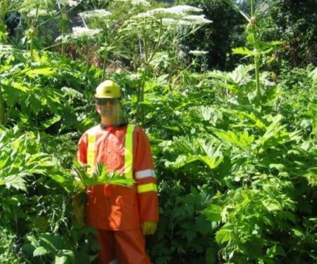 Residents of Georgian Bluffs Urged to Spot Invasive Plant Residents of Georgian Bluffs Urged to Spot Invasive Plant