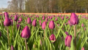 A Million Tulips are Blooming at This Ontario Farm