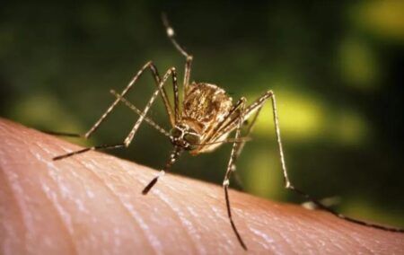 First Human Case of West Nile Virus in Huron Perth