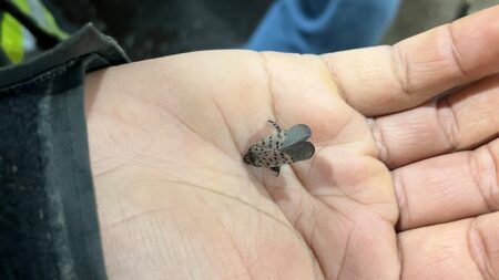 Spotted Lanternfly Found in Ontario Sparks Warnings