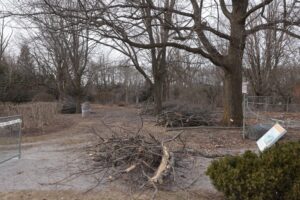 Tree Accident Claims Life of 78-Year-Old Man