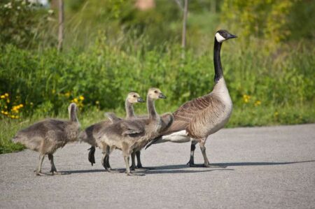 Local Man Fined for Disturbing Geese at Marina