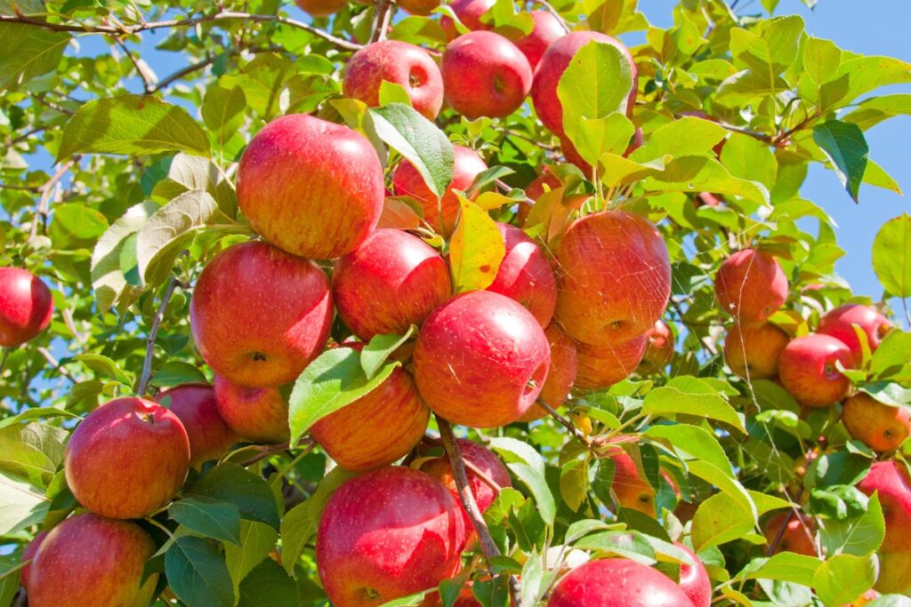 Celebrate 40 Years of Applefest in Markham