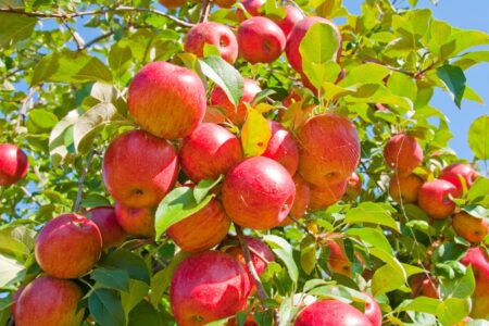 Celebrate 40 Years of Applefest in Markham