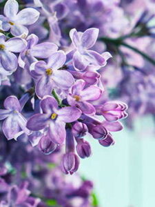 Obituary of Stefanie (Stella) Fulawka