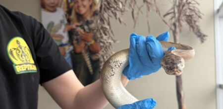 Three Snakes Left Outside Whitby Zoo