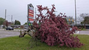 Storm causes havoc in Oshawa, Clarington, tornados in London, Ontario