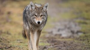 Coyote Bites Teen in Markham; Investigation Underway Coyote Bites Teen in Markham; Investigation Underway