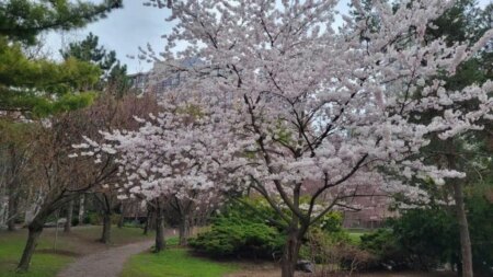 Last Chance to Enjoy Cherry Blossoms in Mississauga