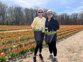 “Truly special experience” at Delhi Tulip farm