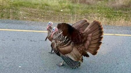 Wild Turkeys Cause Stir in St. Catharines Streets Wild Turkeys Cause Stir in St. Catharines Streets