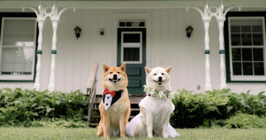 Markham Welcomes Its Largest Dog Festival Again Markham Welcomes Its Largest Dog Festival Again