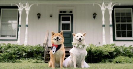 Markham Welcomes Its Largest Dog Festival Again