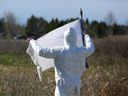 Adam Vanderlaan, an inspector with Southeast Public Health, checks a cloth for ticks during a recent collection at Lemoine Point in Kingston on Friday, May 8, 2026.