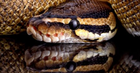 Python Found at Wastewater Facility in Windsor