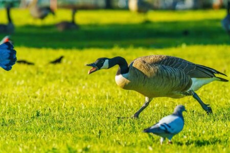 Aggressive Canada Geese Cause Concern in Mississauga