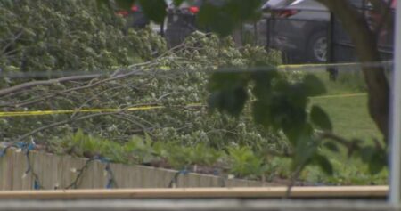 Boy Hospitalized After Tree Accident at Oshawa School Boy Hospitalized After Tree Accident at Oshawa School