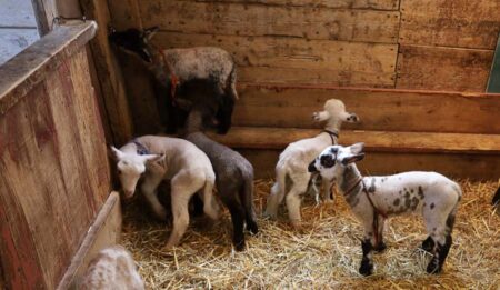 Cuddle lambs on an island near Kingston, Ontario