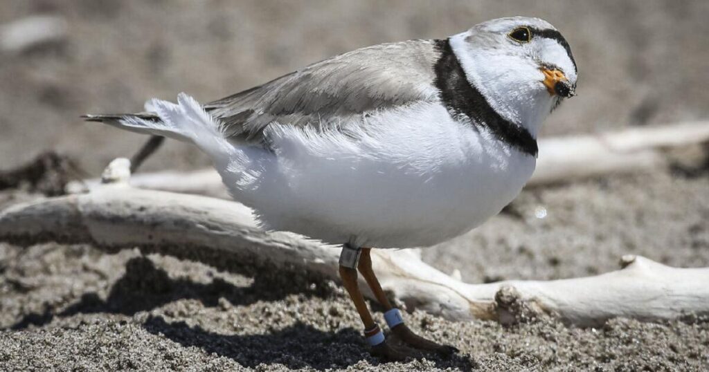 Don’t Disturb This Ontario Bird, It Could Cost You