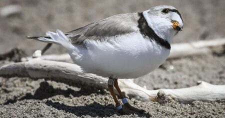 Don’t Disturb This Ontario Bird, It Could Cost You