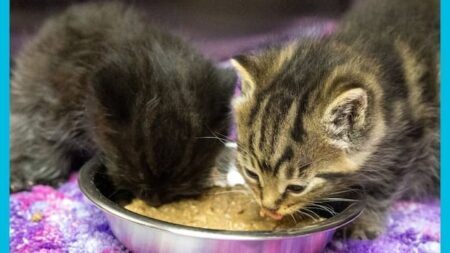 SPCA Offers Vital Support to Pet Owners in Northwestern Ontario