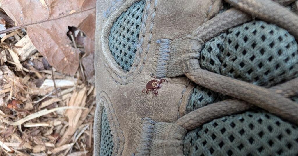 Essential Information About Ticks in Ontario Essential Information About Ticks in Ontario
