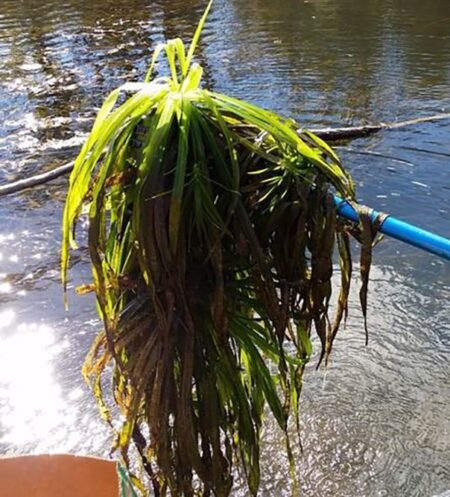 Concerns Grow Over Water Soldier in Lake Simcoe