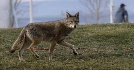 Markham Enhances Safety Measures Against Coyotes