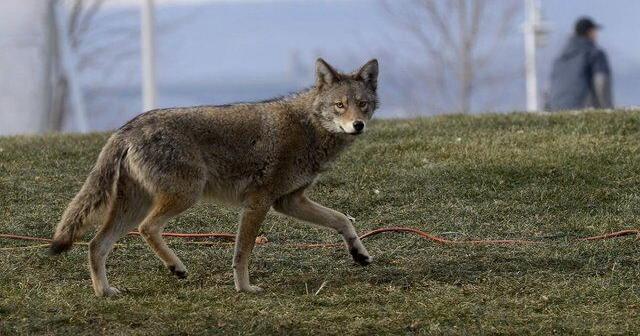 Markham Enhances Safety Measures Against Coyotes Markham Enhances Safety Measures Against Coyotes